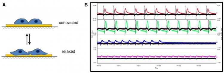 w66.com://www.aceabio.com.cn/sites/default/files/uploads/images/products/rtca/rtca_cardioecr_tech_2.jpg